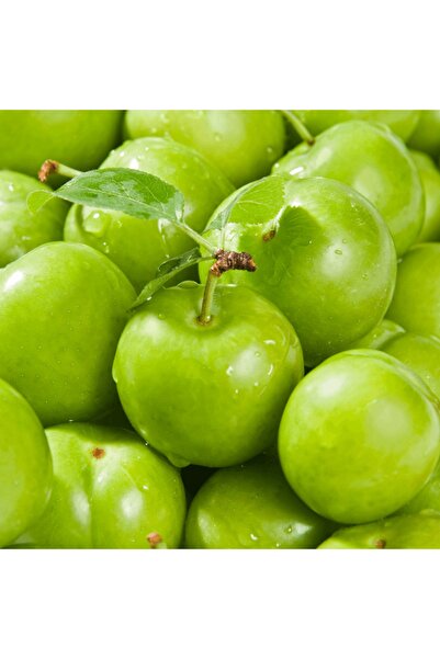 fidanpaketim Papaz Erik Ağacı