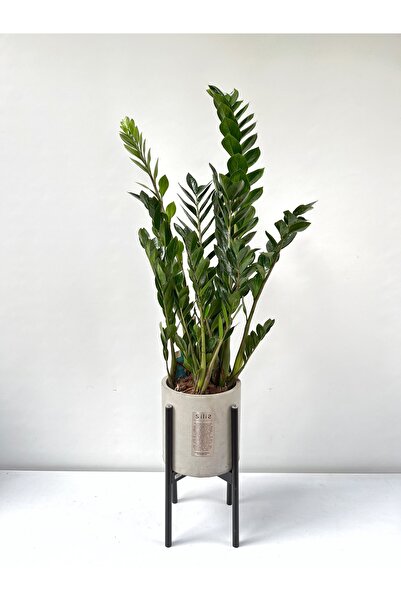 Silis Zamia Bitkisi XXL + Siyah Ayaklı Gri Beton Saksı 130-150 cm İthal ZZZ Bitkisi