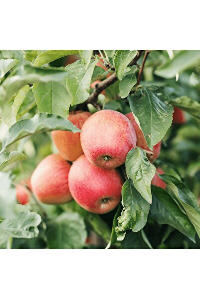 fidanpaketim Fuji Kiku Elma Ağacı