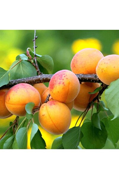 fidanpaketim Şekerpare Kayısı Ağacı