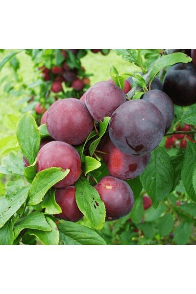 fidanpaketim Red Beauty Japon Erik Ağacı