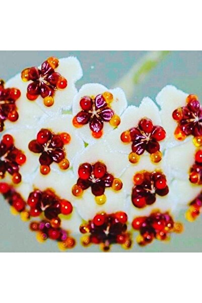 AKDENİZ TARIM Hoya Kerri 50-70 Cm Büyüyen Kalp Yapraklı Kokulu Mum Çiçeği Bit...
