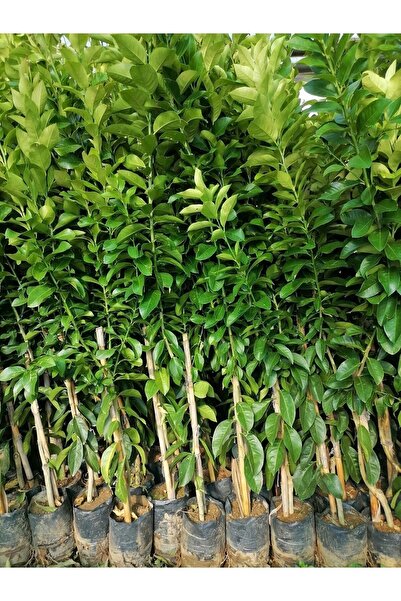 damla su çiçek Tüplü Yediveren Limon Fidanı(LİMON AĞACI) 130-180 Cm