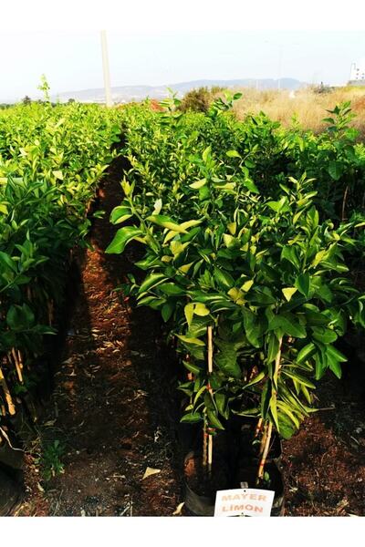 damla su çiçek Yediveren Limon Fidanı (LİMON AĞACI)tüplü 3 Yaş 120-170 Cm