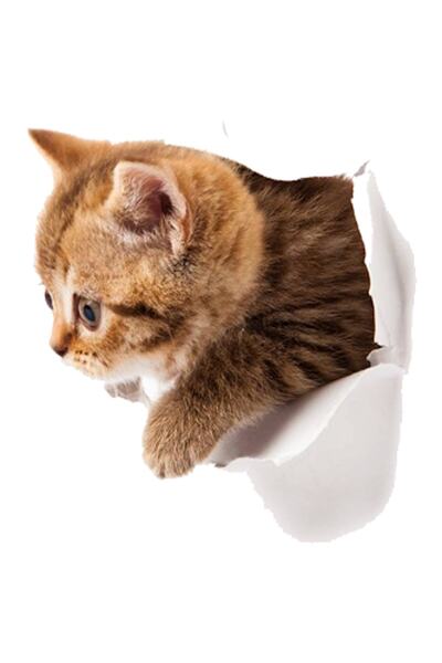 Sticker Sepetim Renkli Kedi Duvar Sticker