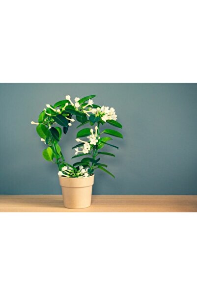 BİTKİ KARAVANI Madagaskar Yasemini