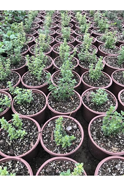 Mimoza Bitki Market Saksılı Limoni Kekik Fidanı 10-20 Cm 1 Adet Thymus Vulgaris