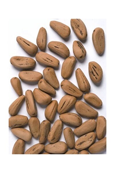 Ekodoğa Fıstık Çamı Tohumu 50 Gr  (50 Adet Tohum) Çam Tohumları Süs Bitkisi T...