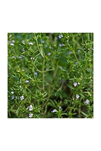 Ekodoğa Dağ Kekiği Tohumu 10 Gram Zahter Otu Kekik Tohumu Tıbbi Aromatik Bitk...