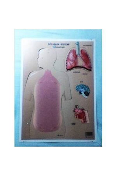 şahane parti نموذج الواجب المنزلي لمشروع الجهاز التنفسي من الورق المقوى