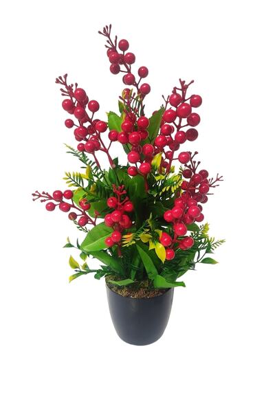 Cennet Home Lüks Kokina Bitkisi Yılbaşı Çiçeği Siyah Plastik Saksıda Masaüstü...