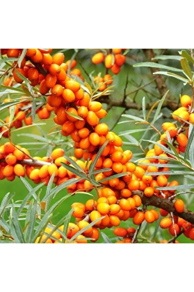 TohumBul Tüplü Hippophae Rhamnoides Şifalı Yabani Yalancı İğde Fidanı