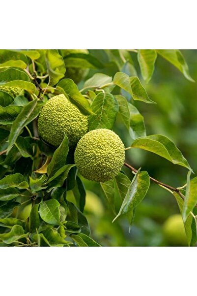 1001fidan Maclura Pomifera Yalancı Portakal Ağacı