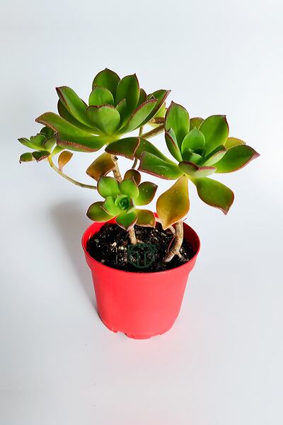 Toptan Kaktüs Aeonium Haworthii Kiwi Gül Şeklinde Sukulent Fırıldak Sukulent ...