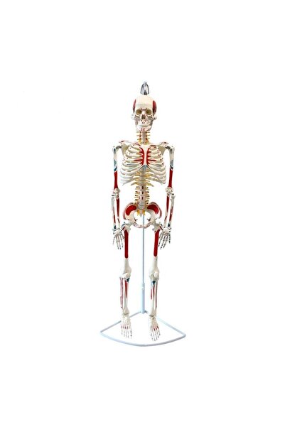 Fizyofiplus Tam İskelet Maketi 85 cm Model 8