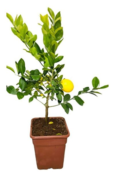EVİM BAHÇEM Limon Fidanı (gür yapraklı ) Saksılı Bodur Limon Ağacı Fidanı Büyük Boy 2-3 Yaş 7 Lt Saksılıik