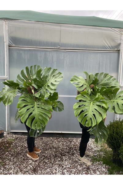 NİLAY FLOWERS Deve Tabanı Bol, Dev Yapraklı (SAKSI DAHİL EN AZ 110 CM)