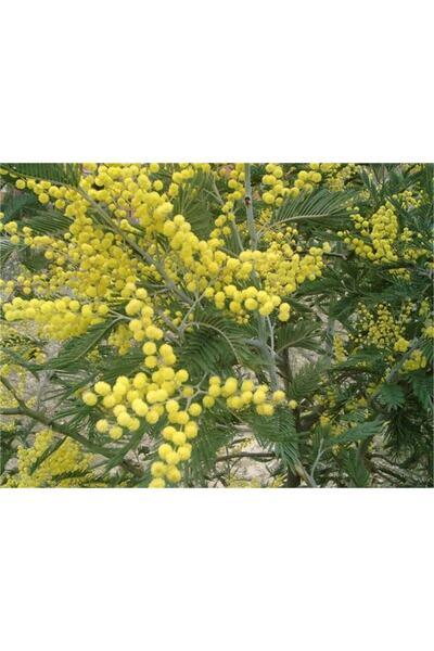 1001fidan Acacia Dealbata Ada Mimoza Fidanı 60-80 Cm