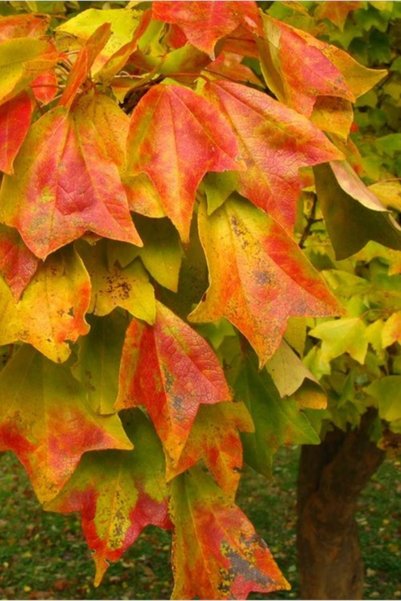 1001fidan Acer Buergerianum Üç Dişli Akçaağaç Fidanı 60-80 Cm