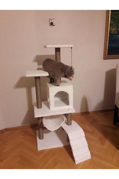pethomealpi PETHOMEALPY Cat Scratching House and Play Platform 100% Warranty CUSTOMER MEMORY