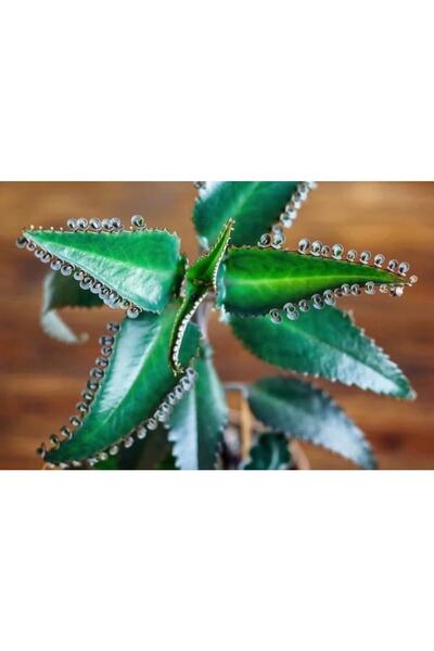 Çiçek Aşkın Gözyaşı Çiçeği Fidesi ( 5 -15 Cm )