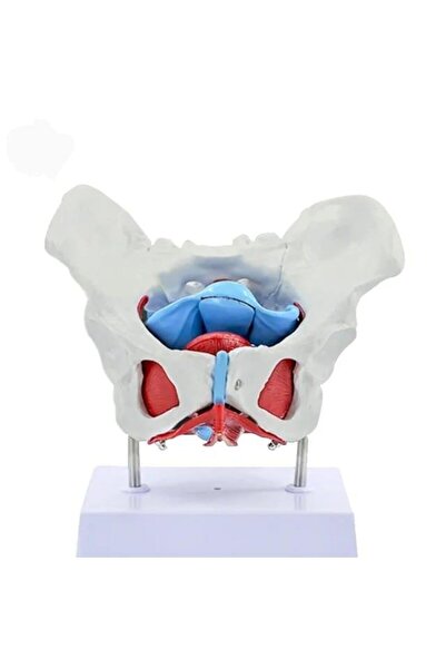 Genel Markalar Pelvisli Pelvik Taban Maketi Model 44
