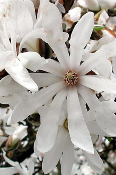 1001fidan Magnolia Stellata Beyaz Çiçekli Kış Manolya Fidanı