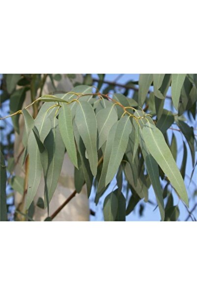 1001fidan Eucalyptus Ökaliptus Okaliptus Mentol Ağacı Fidanı 80-120 Cm