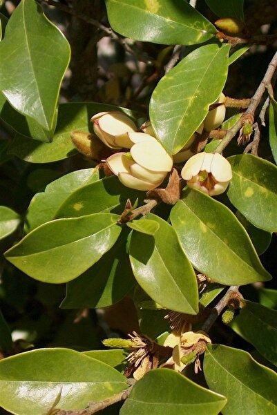 1001fidan Michelia Figo Muz Çalısı Fidesi