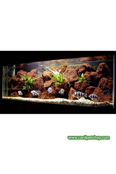 canlipetshop Dekoratif 10 Adet Doğal Lav Kaya Turuncu (8X10)