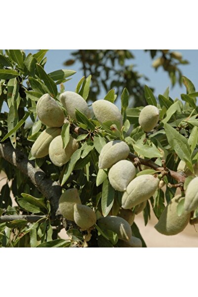 fidanpaketim Constanti Badem Ağacı