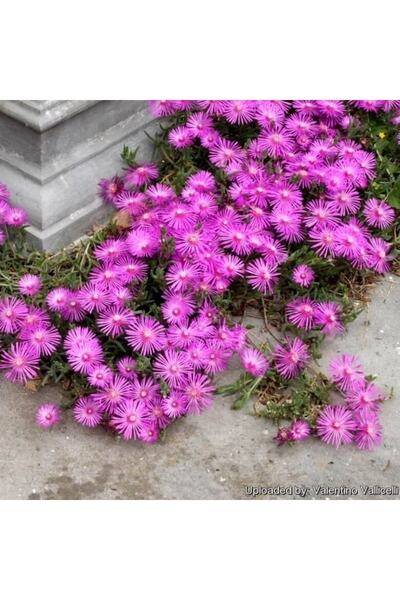 Çiçek Acem halisi fidesi ( 20 -25 cm )