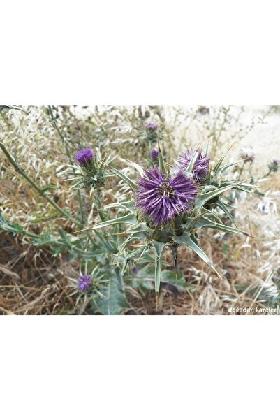 İdeaPazar Kenger Otu (Cynara Cardunculus) Tohumu (5 tohum)