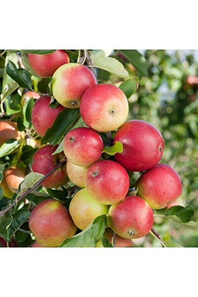 İdeaPazar Tüplü Aşılı Tam Bodur Aromatik Amasya Misket Elma Fidanı