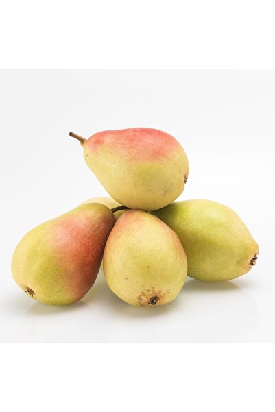 İdeaPazar Tüplü Aşılı Yüksek Verimli Tam Bodur Santa Maria Armut Fidanı