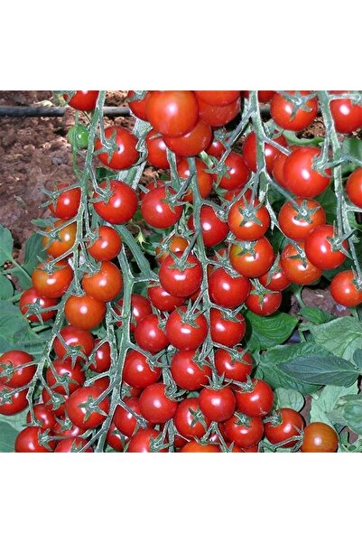 İdeaPazar Çeri Pinpon Domates Tohumu (40 Tohum)