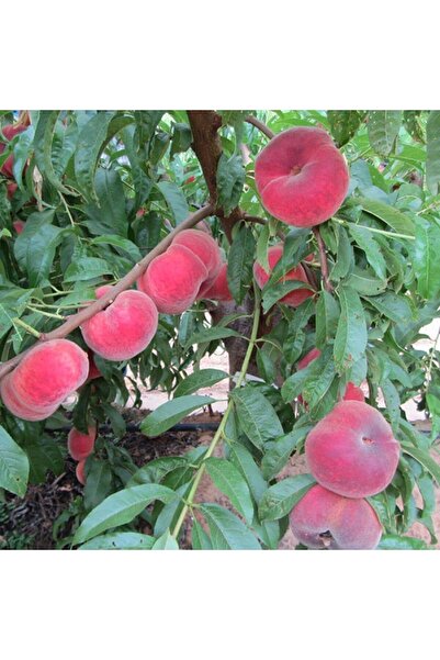 İdeaPazar Tüplü Aşılı Bol Verimli Yarıbodur July Fc Basık Yassı Domates Şeftali Fidanı