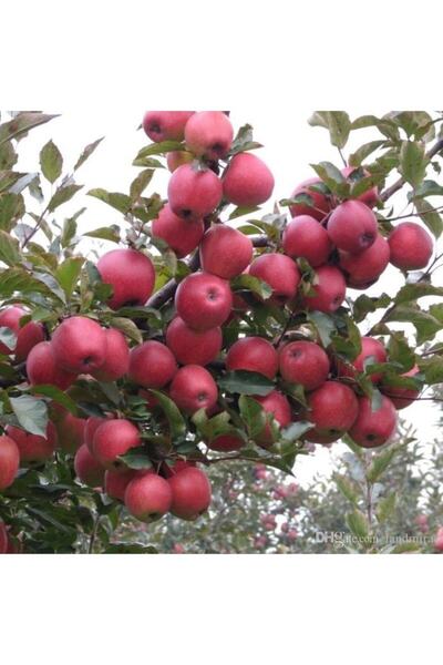 İdeaPazar Tüplü Aşılı Yazlık Erkenci Yarıbodur Summer Red Elma Fidanı