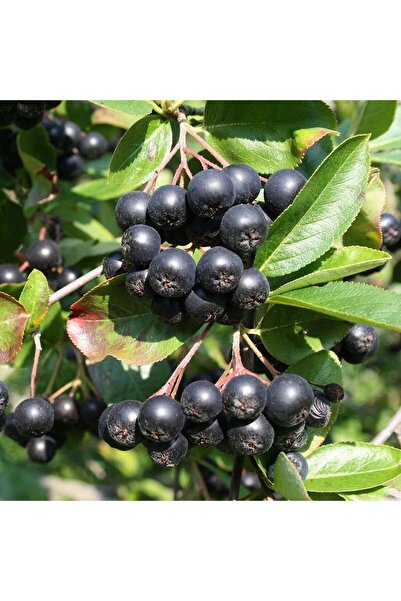 İdeaPazar Tüplü Siyah Aronya (black Aronia) Chokoberry Fidanı (15-20 Cm)
