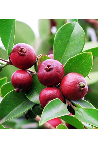 İdeaPazar Tüplü Nadir Strawberry Guava Çilek Guavası Fidanı