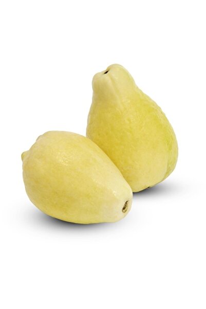 İdeaPazar Tüplü Nadir Armut Guava Fidanı (meyve Verme Yaşında)