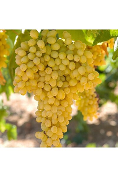 İdeaPazar Tüplü Iri Salkımlı Sultani Çekirdeksiz Üzüm Asma-bağ Fidanı