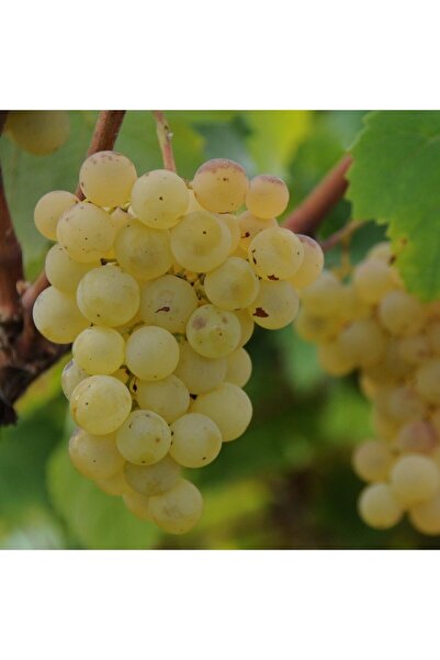 İdeaPazar Tüplü Sofralık Kokulu Kabarcık Üzüm Asma-bağ Fidanı