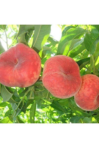 İdeaPazar Tüplü Aşılı Yüksek Verimli Basık Yassı Domates Paraguaya Şeftali Fidanı