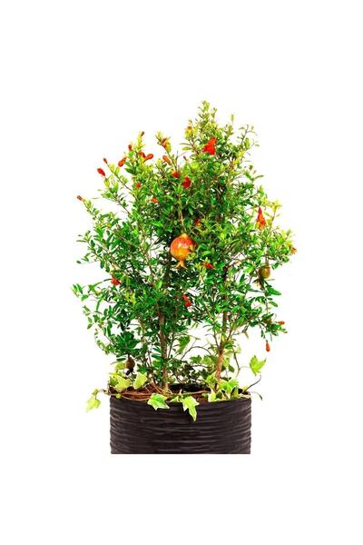 İdeaPazar Tüplü Bonsaiye Uygun Cüce Süs Nar Fidanı