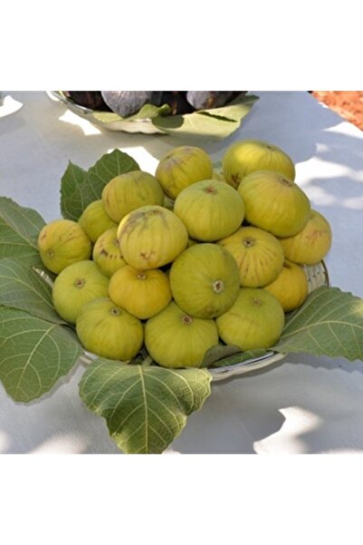 İdeaPazar Tüplü Sofralık Kurutmalık Reçellik Beyaz Lop Incir Fidanı