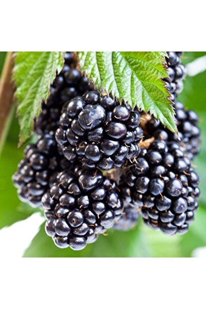 İdeaPazar Tüplü Erkenci Bol Verimli Dikensiz Early Fat Böğürtlen Fidanı