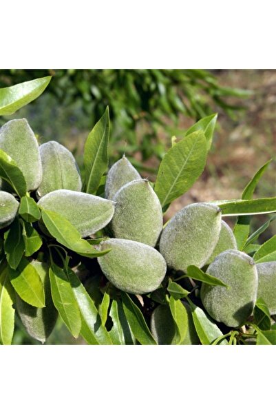 İdeaPazar Tüplü Aşılı Bol Verimli Ferraduel Badem Fidanı