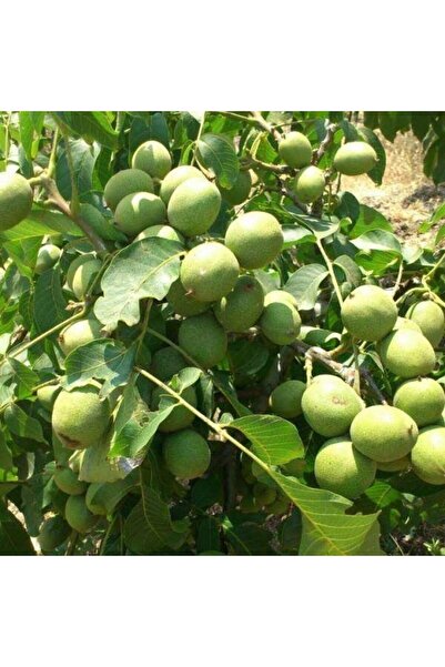 İdeaPazar Tüplü Aşılı Yüksek Verimli Chandler Salkım Ceviz Fidanı