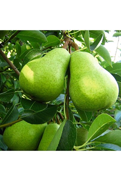 İdeaPazar Tüplü Aşılı Nadir Bulunan Hoş Kokulu Bahribey Armut Fidanı